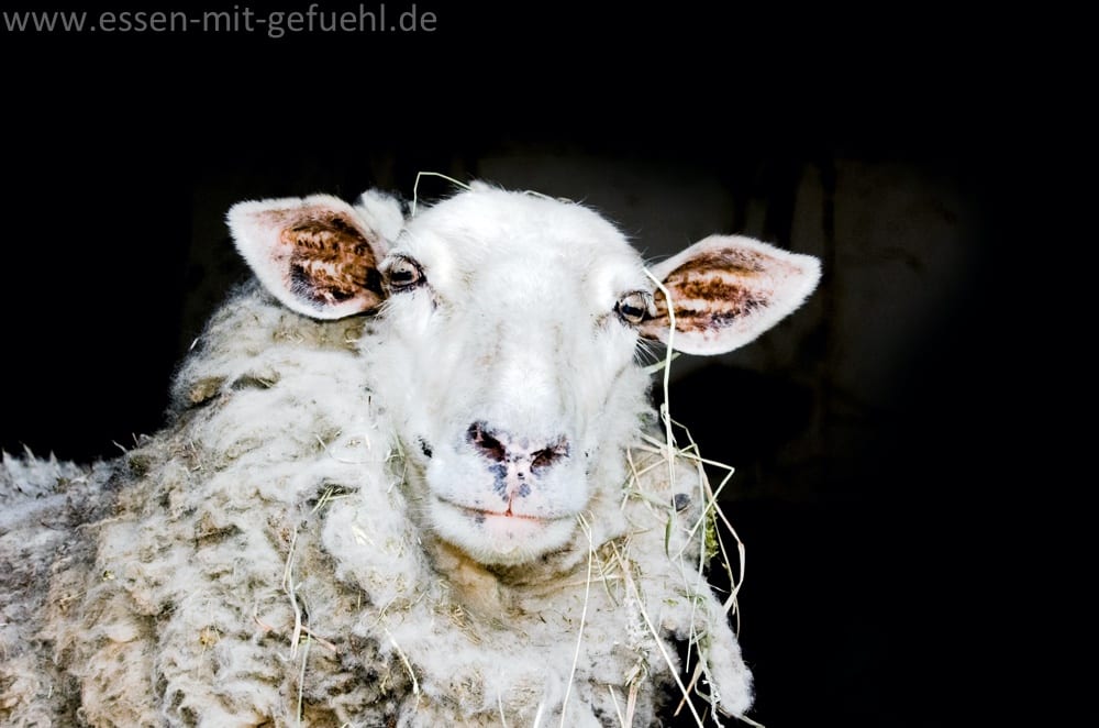 Schafsmilch enthält nicht weniger Laktose