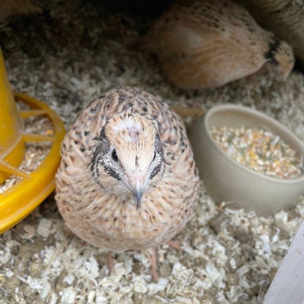 Donna, eine von 4 neuen, jungen Wachteln