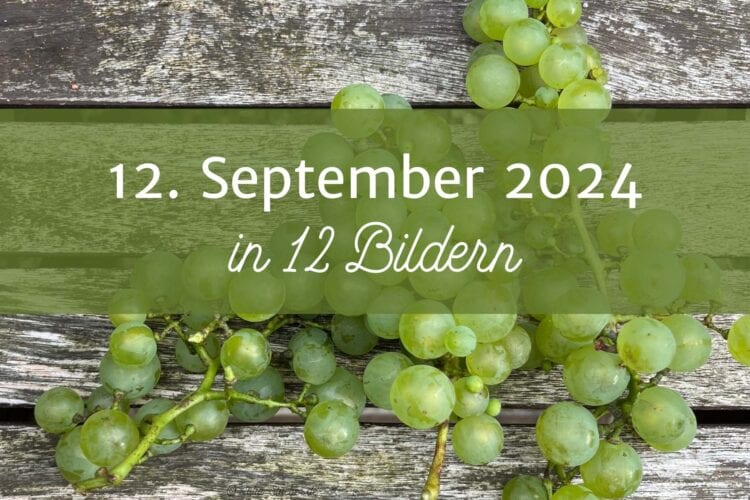 Mein 12. September 2024 in 12 Bildern, Titelbild mit Weintrauben