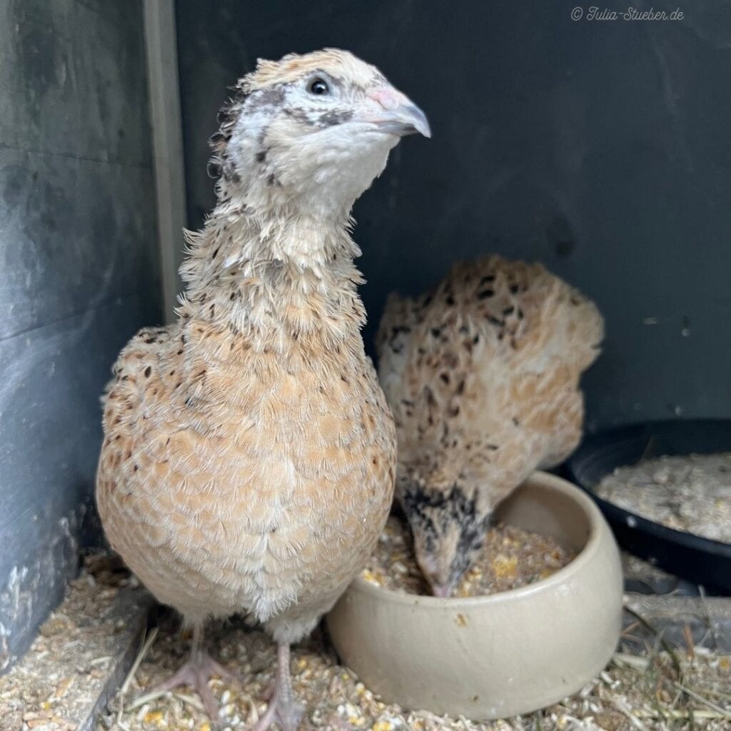 Meine beiden Wachteln Amy und Donna