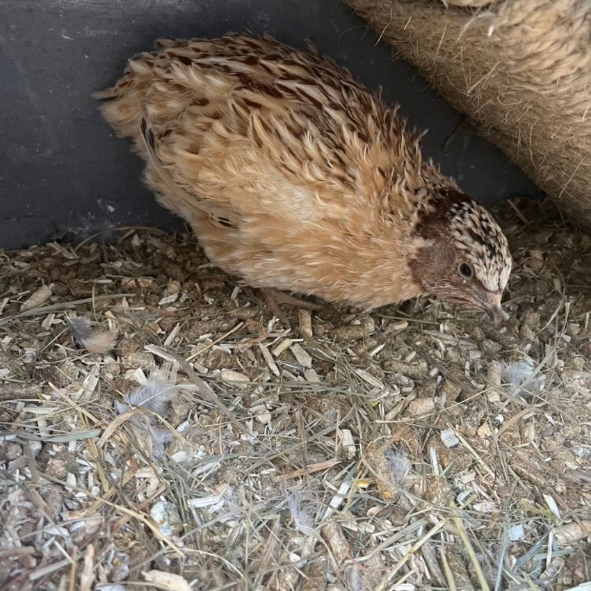 Hahnsi, unsere Fundwachtel