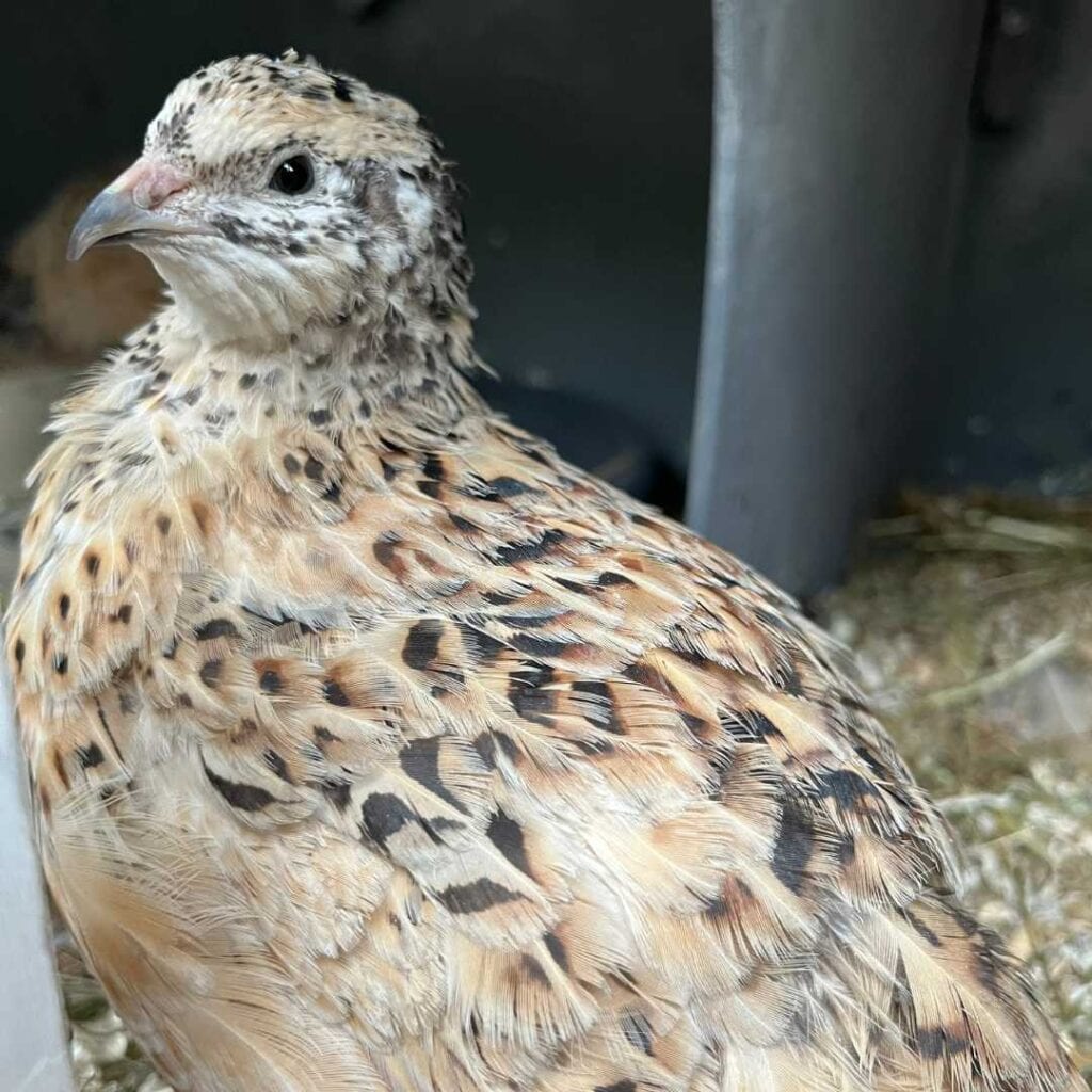 Schlechtgelaunte Wachtel