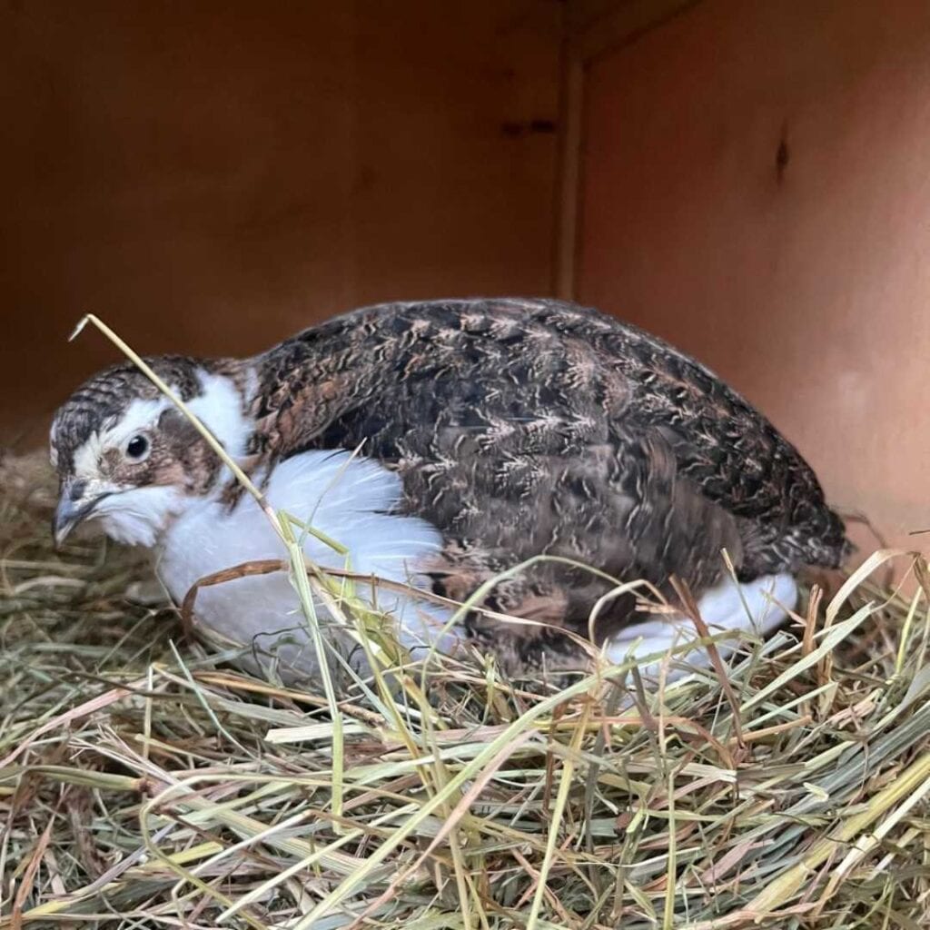 Eine genervte Wachtel