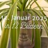 Mein 12. Januar 2025 in 12 Bildern
