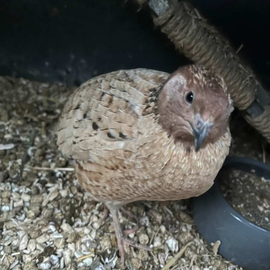 Unser Wachtelhahn 