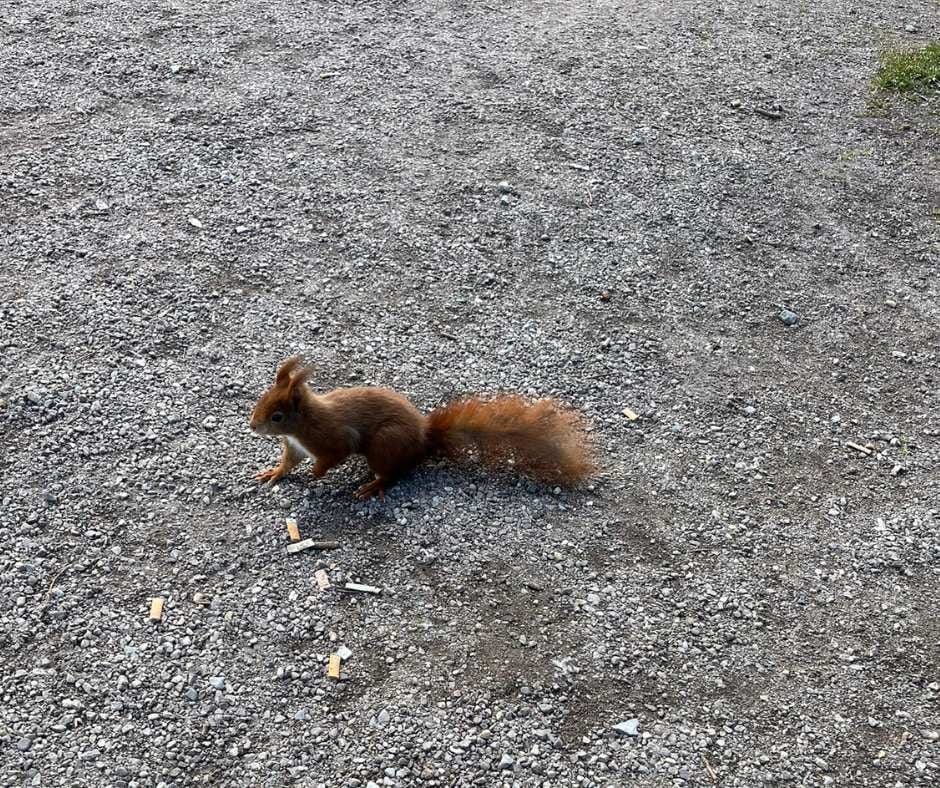 Mit dem Eichhörnchen habe ich Freundschaft im Karlsruher Schlosspark geschlossen