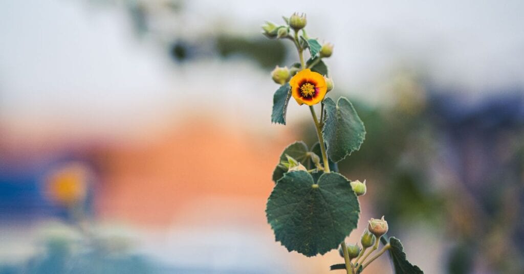 Optimismus in kleinen Dingen finden!