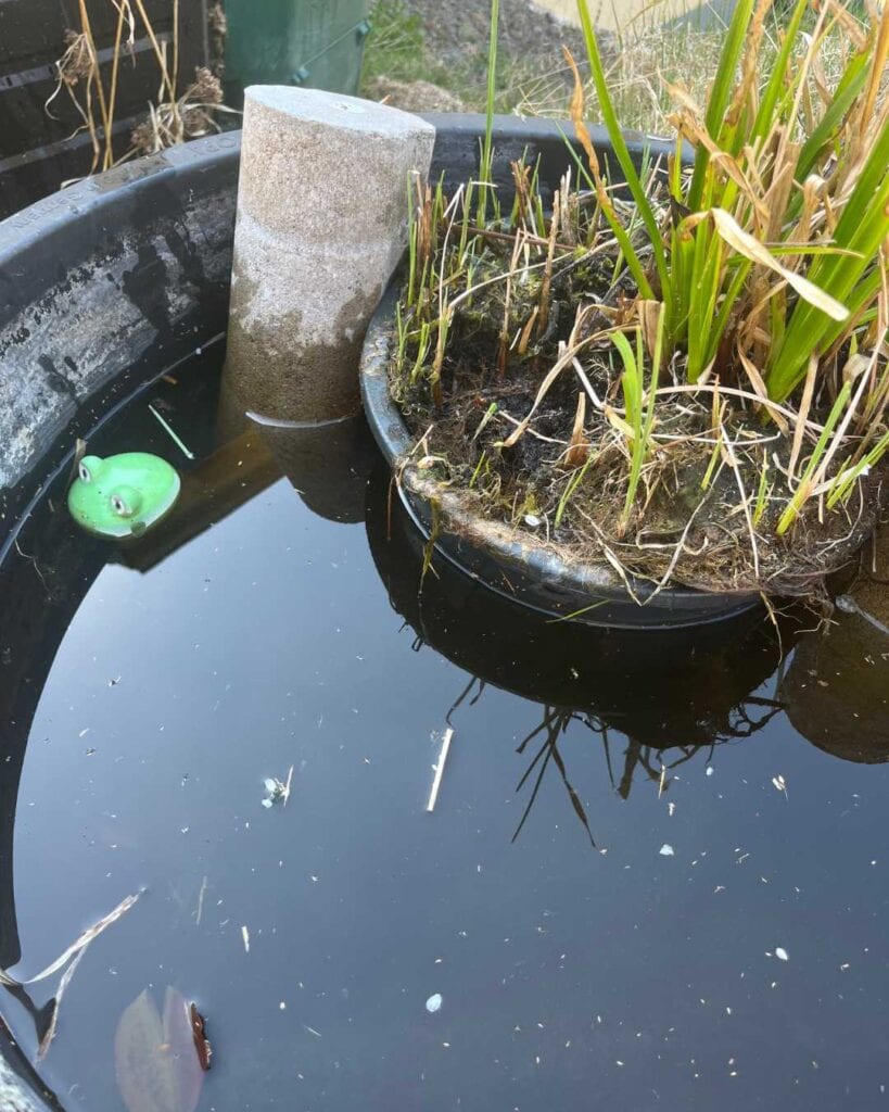 Unser Miniteich-Experiment