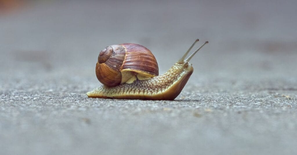 Schreiben als Schnecke