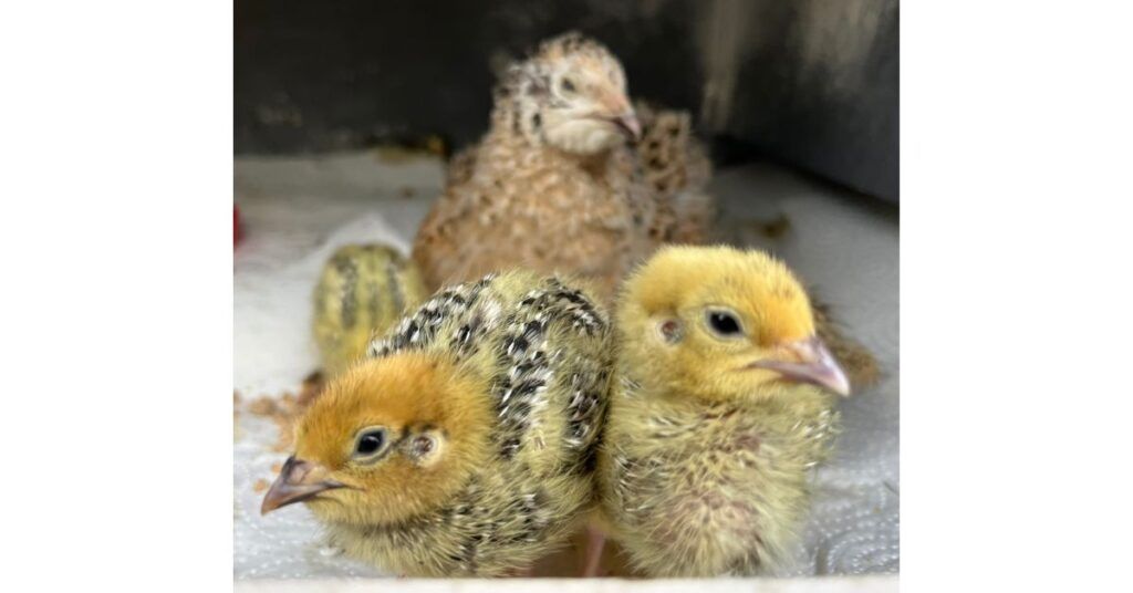 Wachtelküken, die zweite