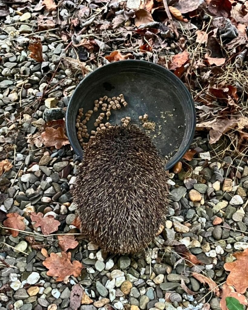 Ein Igel in unserem Garten Ende Dezember