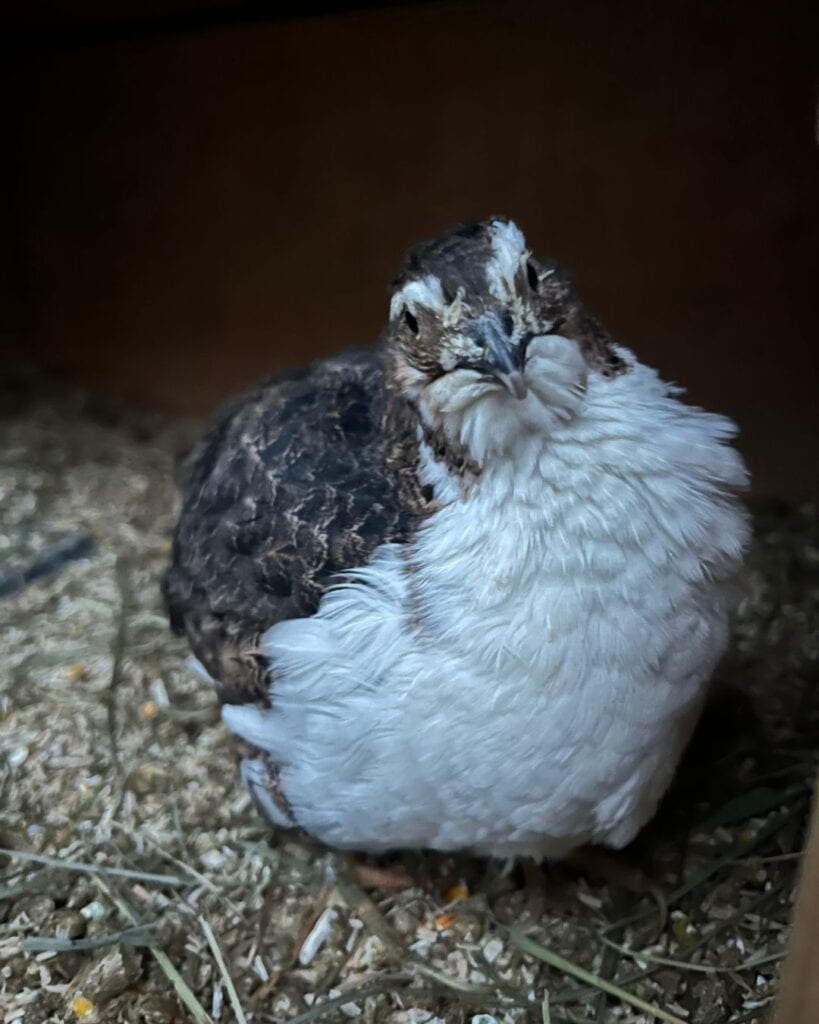 Unsere Wachtel-Seniorin Bertha