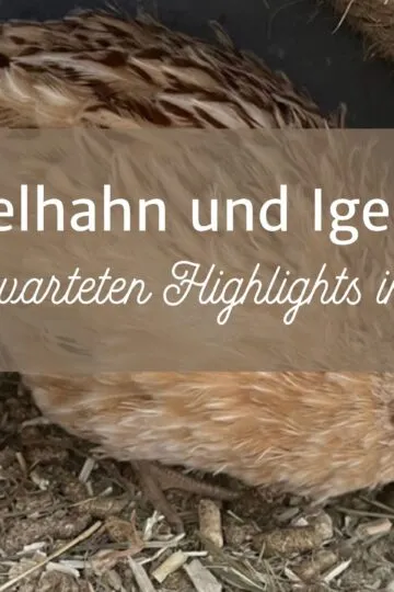 Unser zugelaufener Wachtelhahn