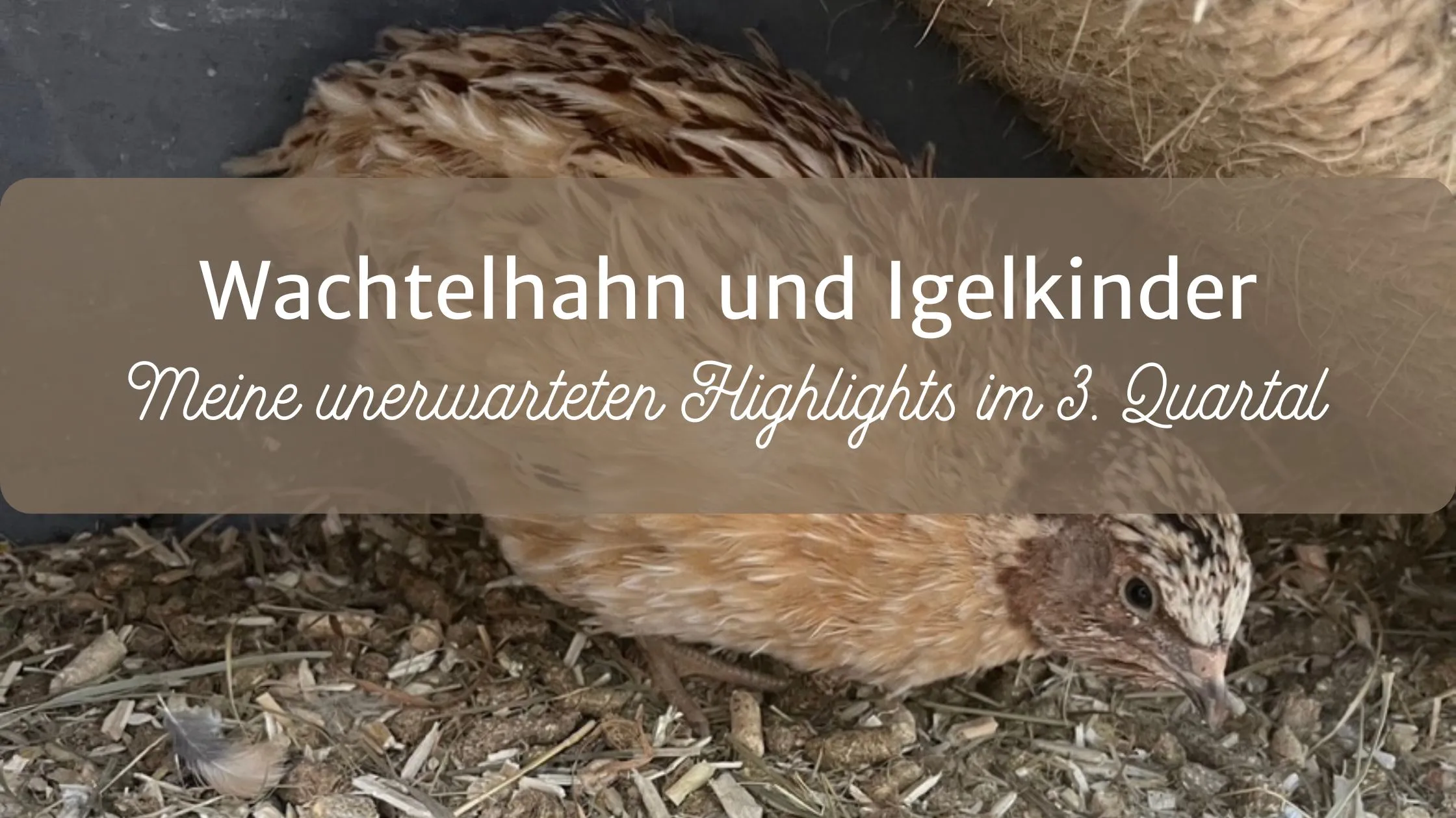 Unser zugelaufener Wachtelhahn