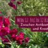 Mein 12. August in 12 Bildern – Zwischen Antibiotikum und Kreativität