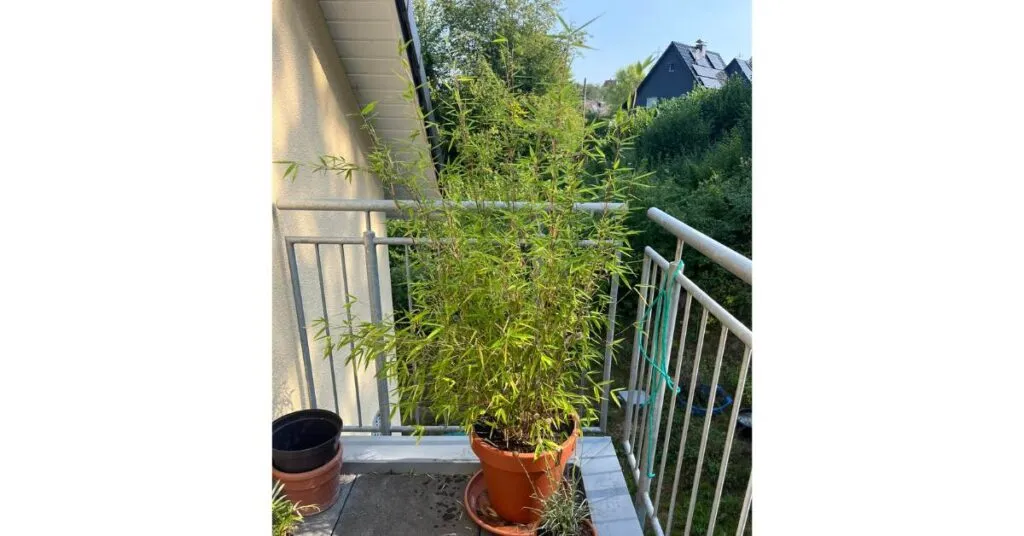 Mein durstiger Bambus