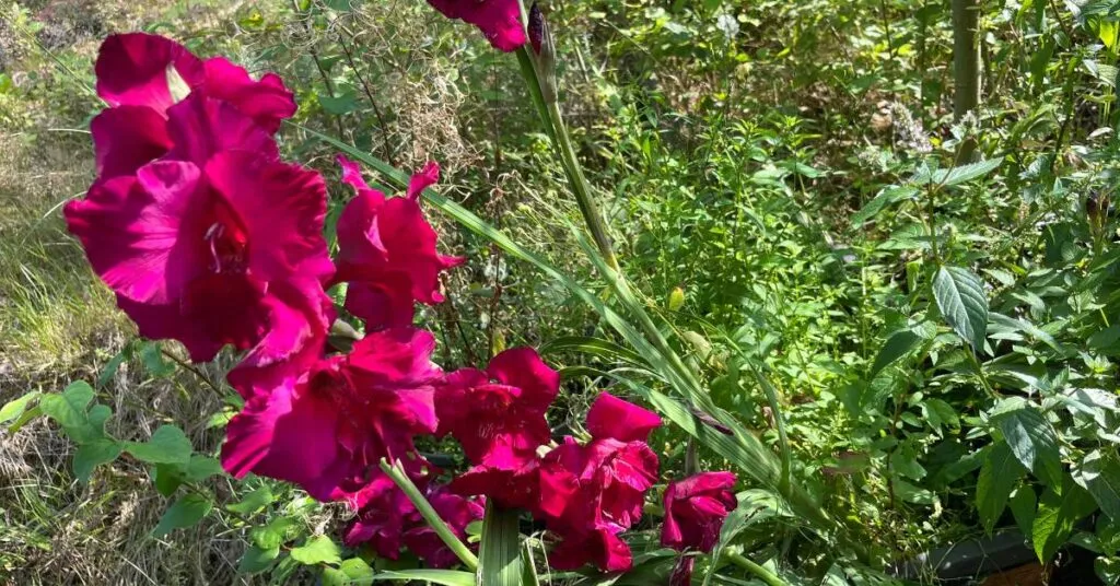 Gladiolen im Garten