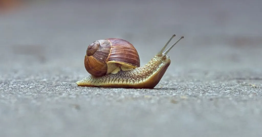 Schreiben als Schnecke